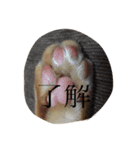 ニャンコだより（個別スタンプ：7）