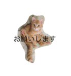 ニャンコだより（個別スタンプ：8）