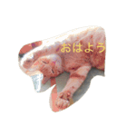 ニャンコだより（個別スタンプ：9）