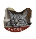 ニャンコだより（個別スタンプ：10）