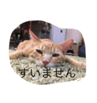 ニャンコだより（個別スタンプ：14）