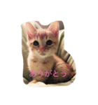 ニャンコだより（個別スタンプ：15）