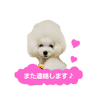 teamdobon（個別スタンプ：6）