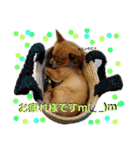 teamdobon（個別スタンプ：9）