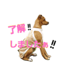 teamdobon（個別スタンプ：10）