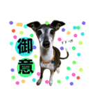 teamdobon（個別スタンプ：11）