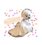 teamdobon（個別スタンプ：12）