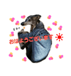teamdobon（個別スタンプ：15）