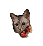 愛猫ミル（個別スタンプ：2）