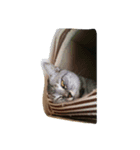 愛猫ミル（個別スタンプ：5）