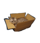 愛猫ミル（個別スタンプ：6）