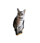 愛猫ミル（個別スタンプ：7）
