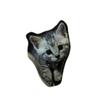 愛猫ミル（個別スタンプ：11）