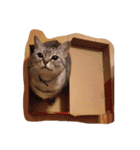 愛猫ミル（個別スタンプ：13）
