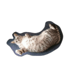愛猫ミル（個別スタンプ：14）