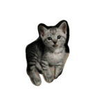 愛猫ミル（個別スタンプ：15）