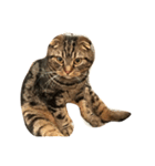 CATAIR②（個別スタンプ：7）