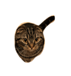 CATAIR②（個別スタンプ：8）