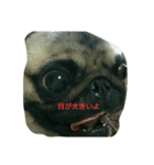 Many when（個別スタンプ：1）