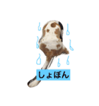 キャバリア ごま君2（個別スタンプ：6）