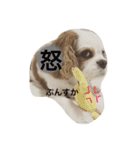 キャバリア ごま君2（個別スタンプ：8）