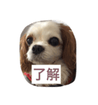 キャバリア ごま君2（個別スタンプ：10）