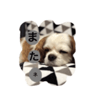 キャバリア ごま君2（個別スタンプ：14）