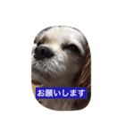 キャバリア ごま君2（個別スタンプ：15）