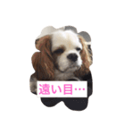 キャバリア ごま君2（個別スタンプ：16）