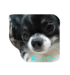 chihuahua-no-koochan（個別スタンプ：1）