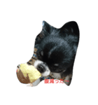 chihuahua-no-koochan（個別スタンプ：2）