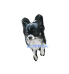 chihuahua-no-koochan（個別スタンプ：3）