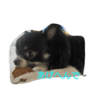 chihuahua-no-koochan（個別スタンプ：5）