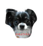 chihuahua-no-koochan（個別スタンプ：6）