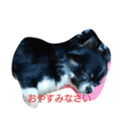 chihuahua-no-koochan（個別スタンプ：8）