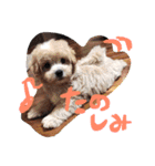 iin_stamp（個別スタンプ：26）