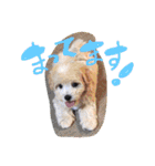 iin_stamp（個別スタンプ：30）