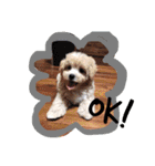 iin_stamp（個別スタンプ：32）