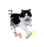 我が家のボス 2（個別スタンプ：3）