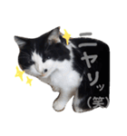 我が家のボス 2（個別スタンプ：8）