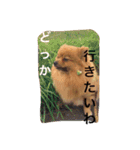 ポメラニアン・モニカ（個別スタンプ：2）