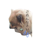 ポメラニアン・モニカ（個別スタンプ：4）