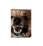 ポメラニアン・モニカ（個別スタンプ：9）