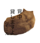 ポメラニアン・モニカ（個別スタンプ：13）
