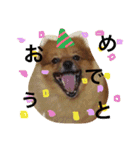ポメラニアン・モニカ（個別スタンプ：15）
