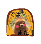 ポメラニアン・モニカ（個別スタンプ：16）