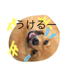 ポメラニアン・モニカ（個別スタンプ：21）