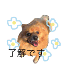 ポメラニアン・モニカ（個別スタンプ：23）