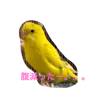 yuto！yuzu（個別スタンプ：3）