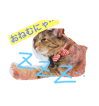 サビ猫ぽちゃの日常スタンプ（個別スタンプ：1）